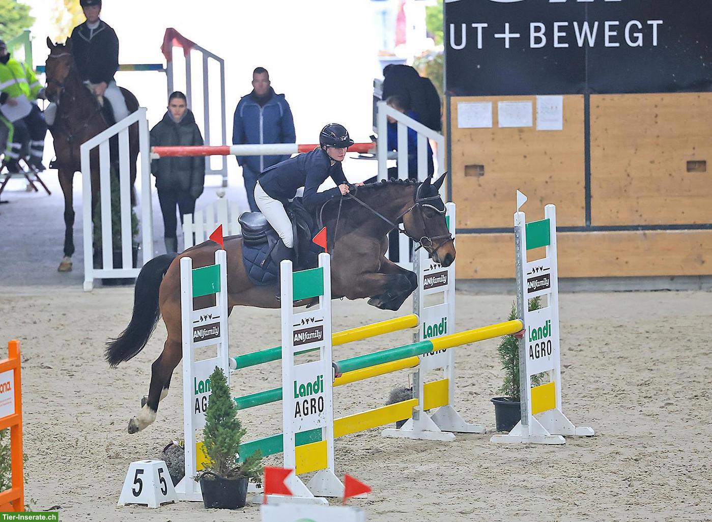 Bild 4: Freibergerstute, zuverlässiges Sport-/Freizeitpferd mit grossem Herz