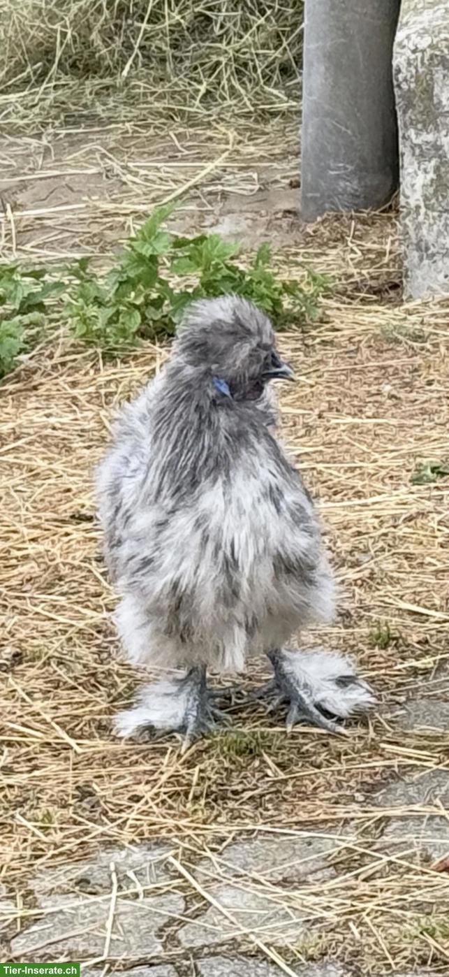Wunderschönen Zwergseidenhuhn Hahn splash