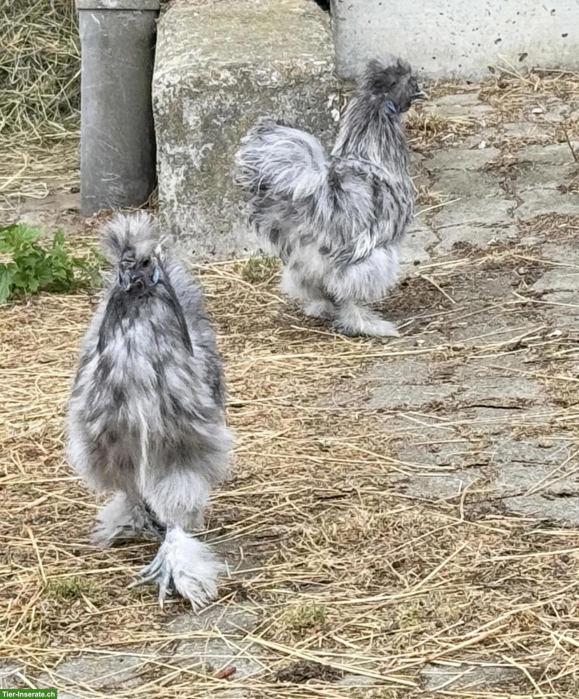 Bild 2: Wunderschönen Zwergseidenhuhn Hahn splash
