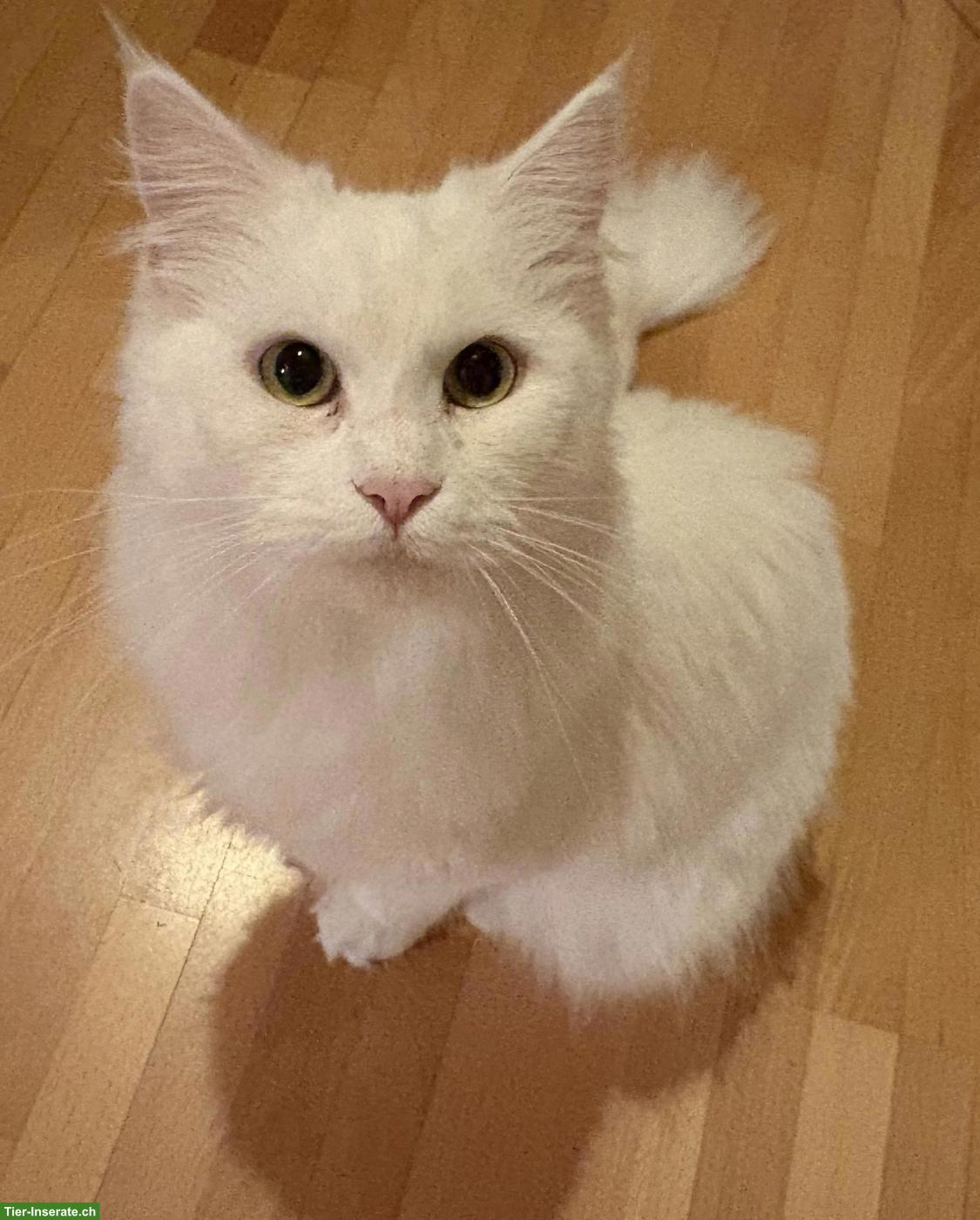 Weisse Maine Coon Mischlingskatze, wunderschön und sehr lieb