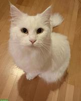 Weisse Maine Coon Mischlingskatze, wunderschön und sehr lieb