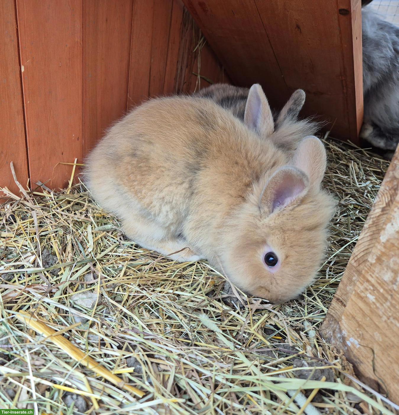 Junges Löwenkopf Zwergkaninchen, männlich