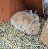 Junges Löwenkopf Zwergkaninchen, männlich