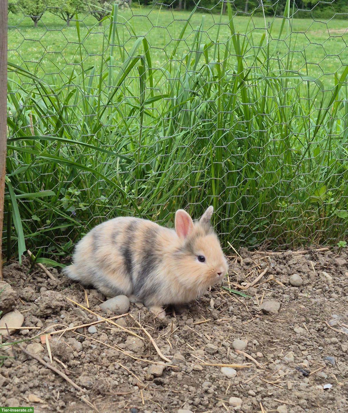 Bild 2: Junges Löwenkopf Zwergkaninchen Weibchen