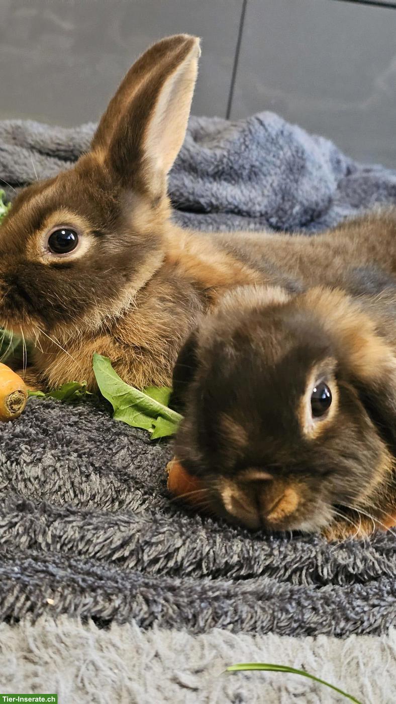 Bild 2: Zwergwidder lohfarbig & Havannakaninchen