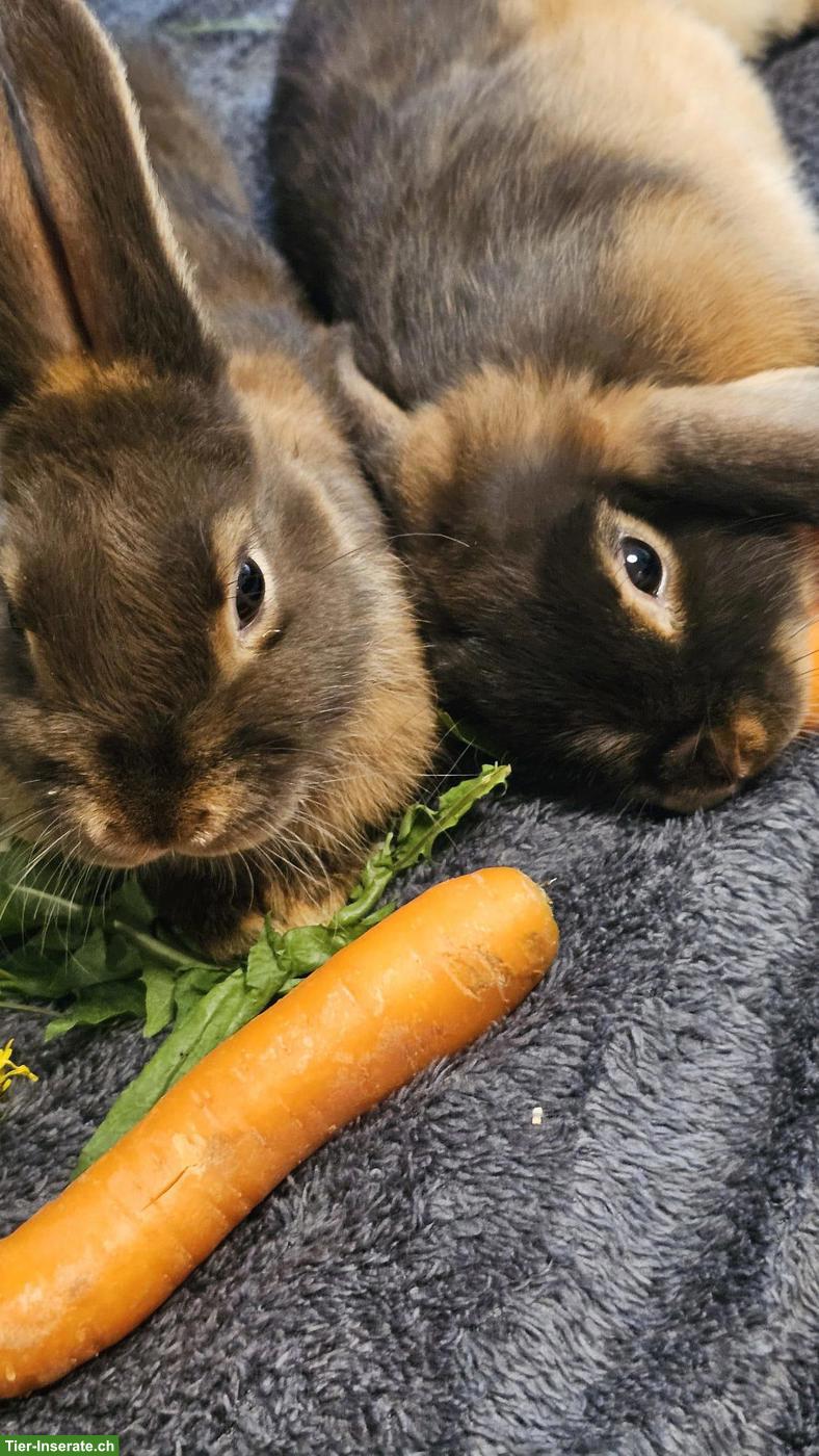 Bild 3: Zwergwidder lohfarbig & Havannakaninchen