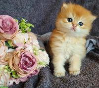 Britisch Langhaar Kitten mit Stammbaum suchen liebevolle Familie