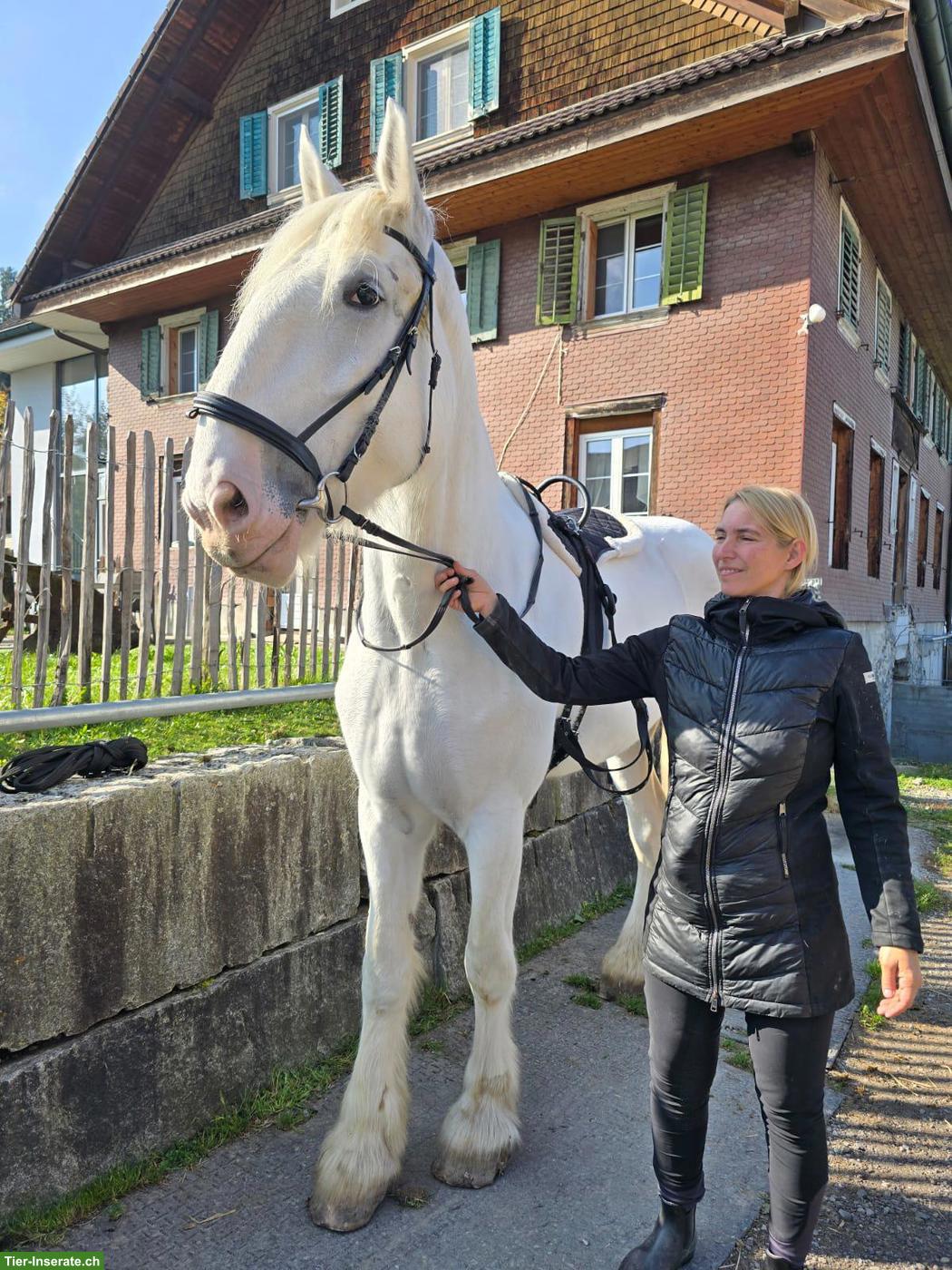 Bild 2: Junge Shire Horse Stute sucht Traumplatz