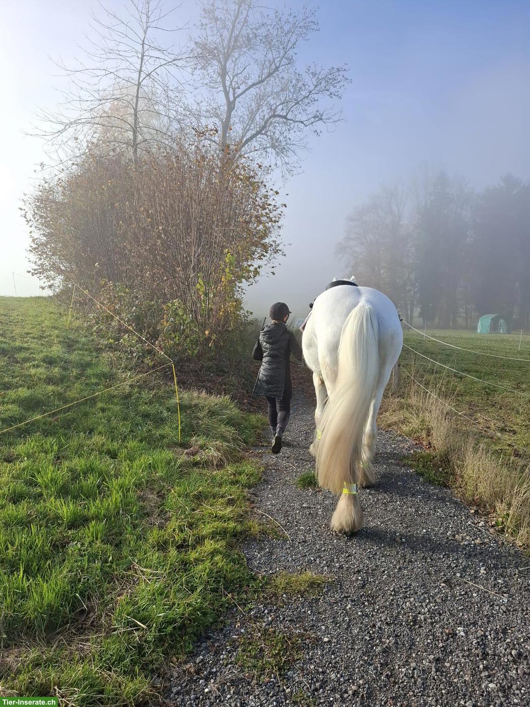 Bild 3: Junge Shire Horse Stute sucht Traumplatz