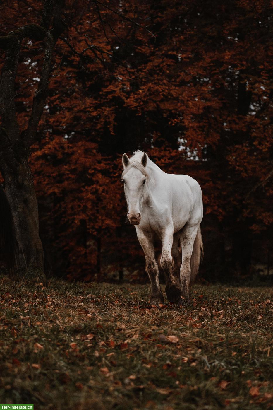 Bild 4: Junge Shire Horse Stute sucht Traumplatz