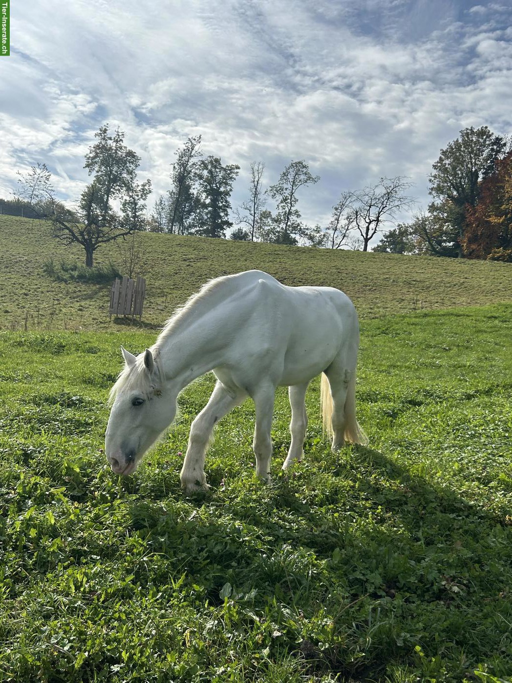 Bild 5: Junge Shire Horse Stute sucht Traumplatz