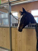 Reitbeteiligung für liebe Warmblutstute in Illnau ZH