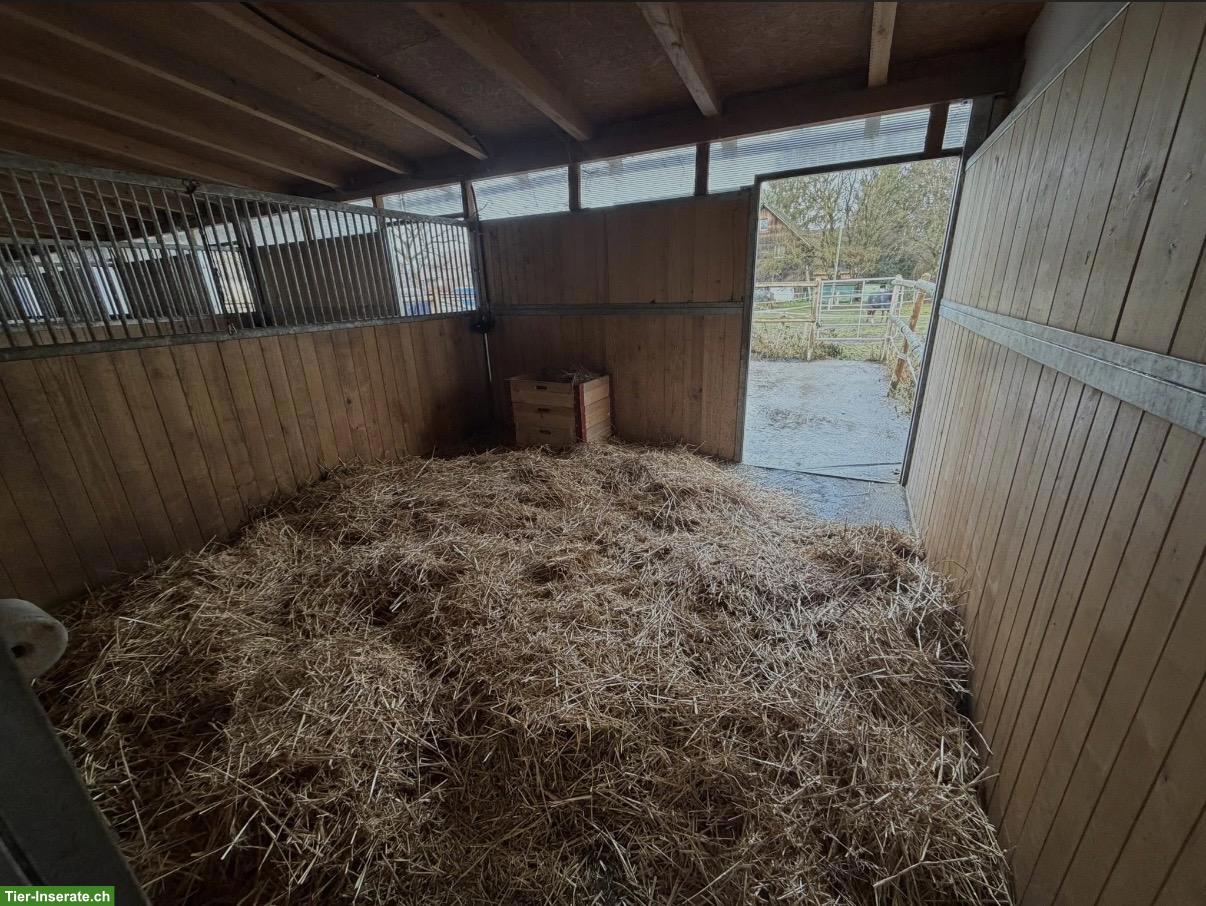 Freie Pferdeboxen in Zielebach BE