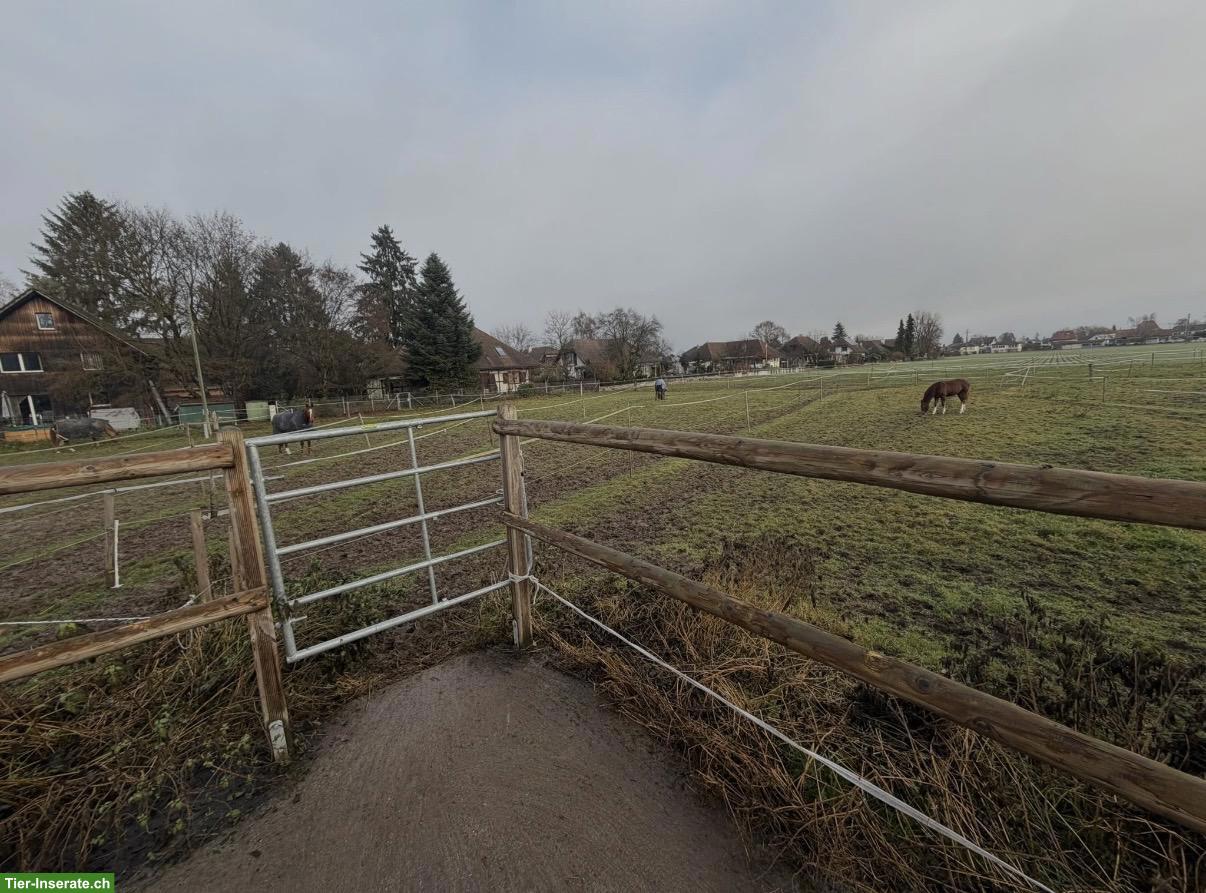 Bild 3: Freie Pferdeboxen in Zielebach BE