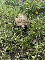 Griechische Landschildkröten zum abgeben