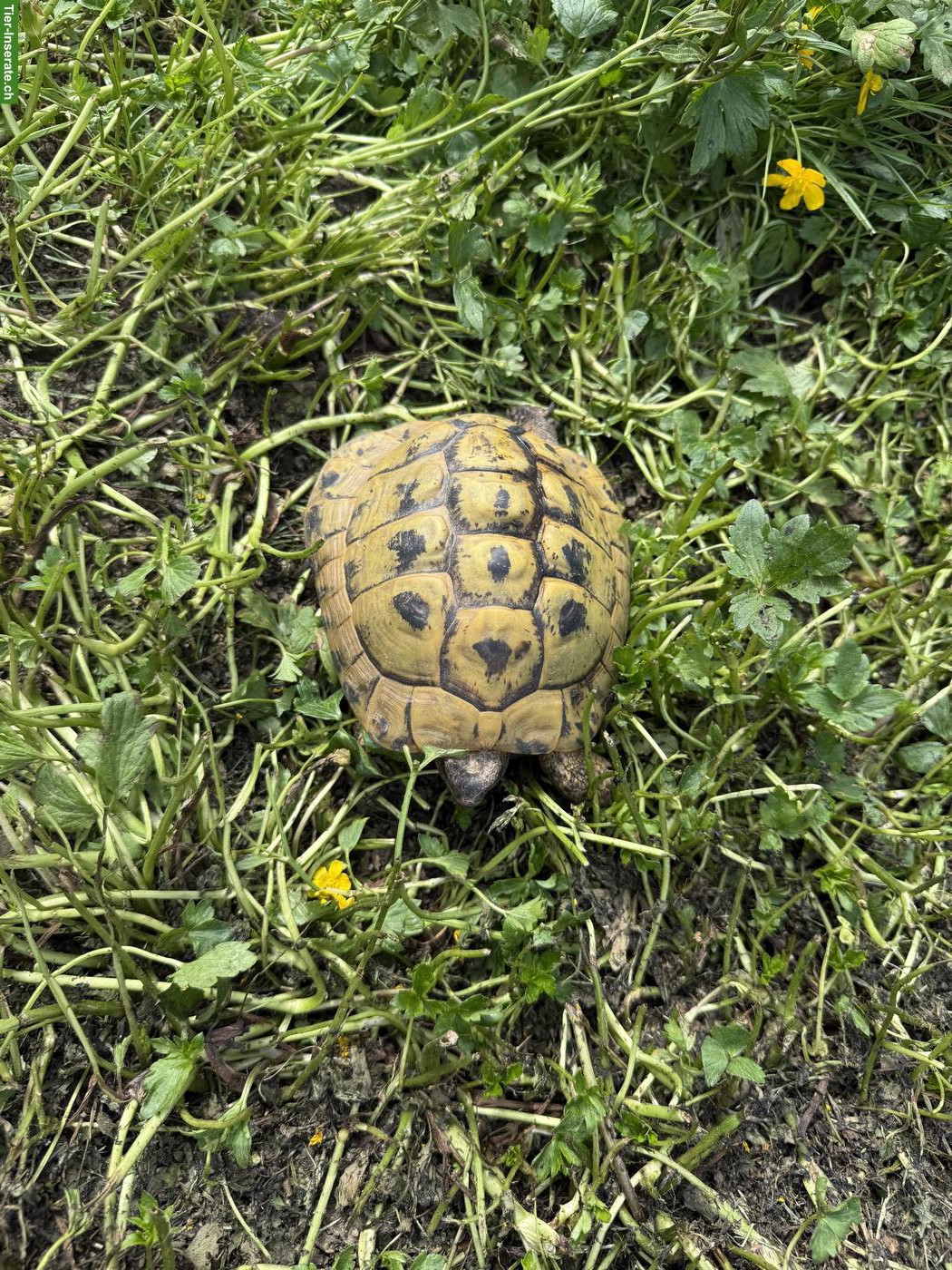 Bild 2: Griechische Landschildkröten zum abgeben