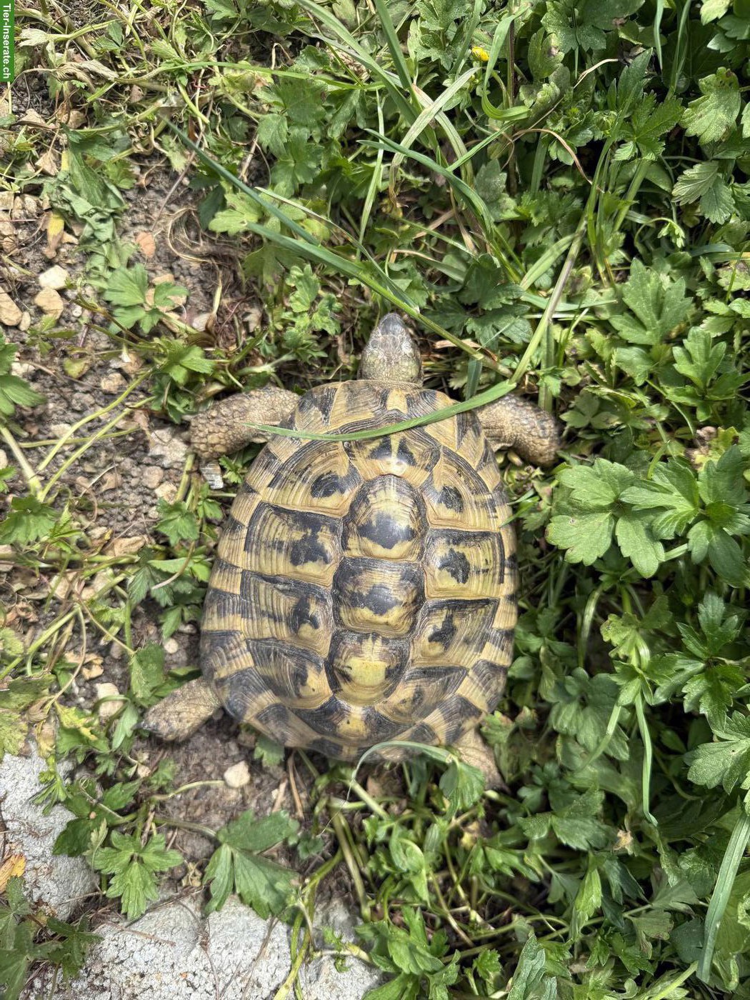 Bild 3: Griechische Landschildkröten zum abgeben