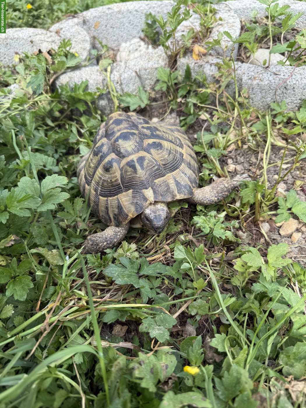 Bild 4: Griechische Landschildkröten zum abgeben