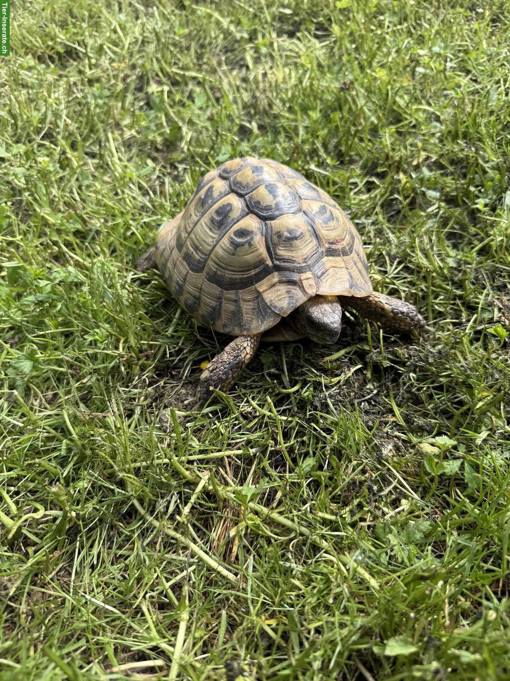 Bild 5: Griechische Landschildkröten zum abgeben