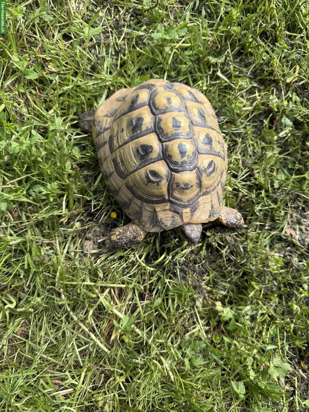 Bild 6: Griechische Landschildkröten zum abgeben