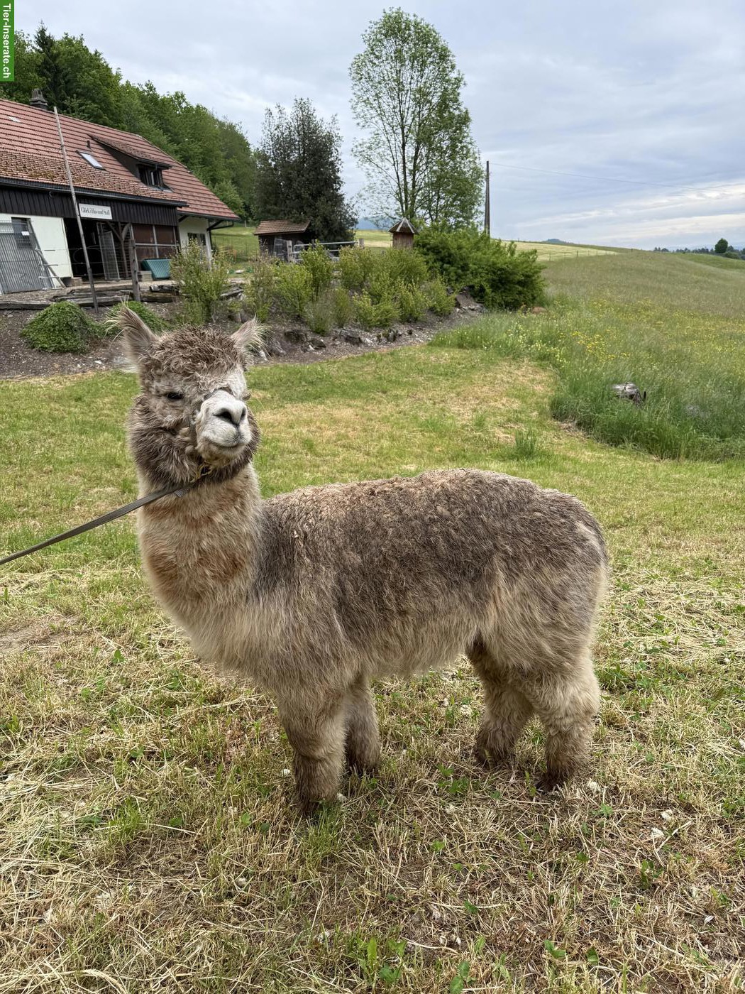 Bild 3: Appaloosa-Alpaka-Hengste zum Decken
