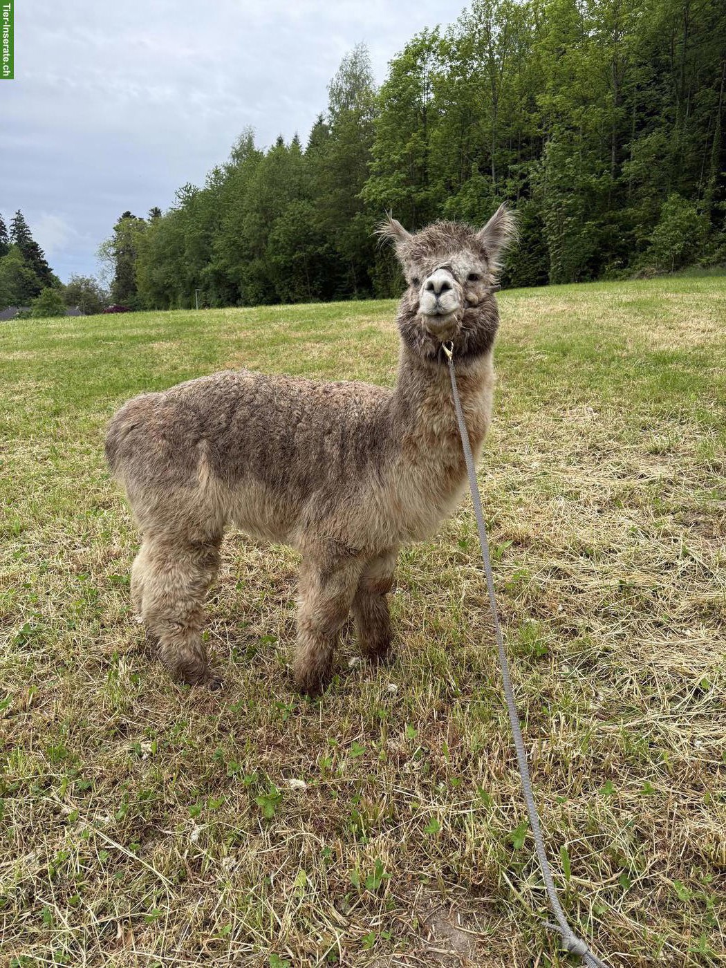 Bild 4: Appaloosa-Alpaka-Hengste zum Decken