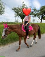 New Forest Pony Stute sucht einen neuen Herzensmenschen