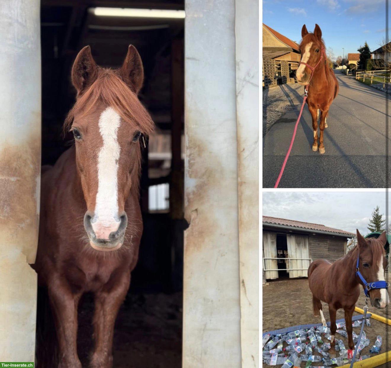 Bild 2: New Forest Pony Stute sucht einen neuen Herzensmenschen