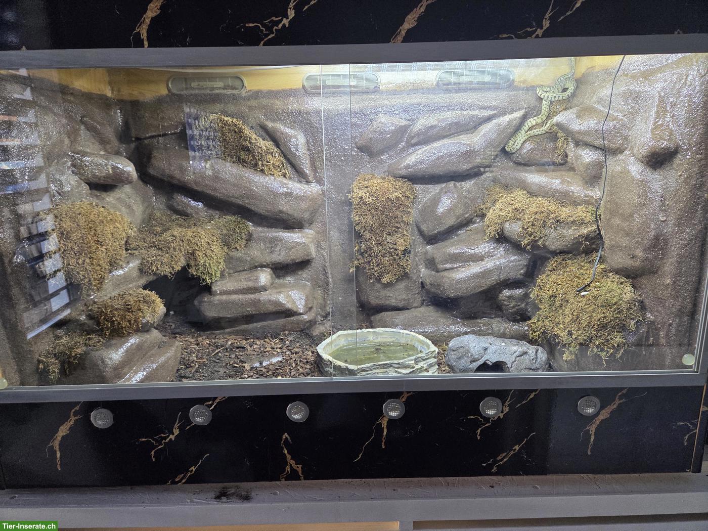 Massivholz-Terrarium mit Epoxidharz-Rückwand