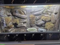 Massivholz-Terrarium mit Epoxidharz-Rückwand