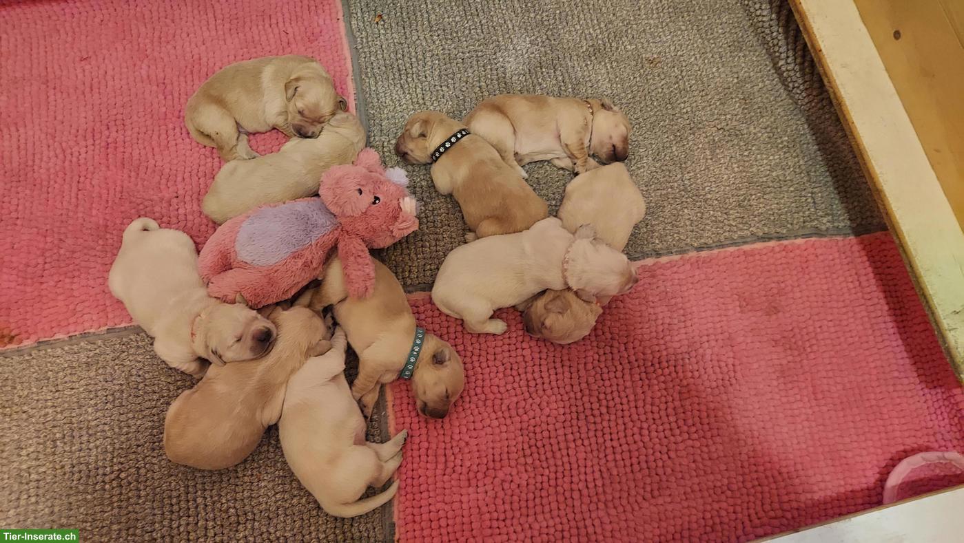 Golden Retriever Welpen
