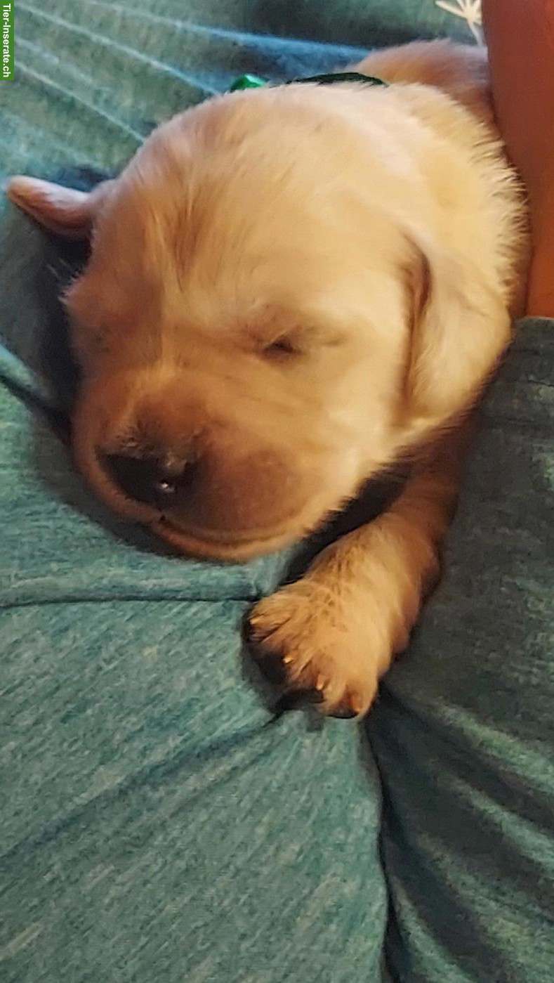 Bild 2: Golden Retriever Welpen