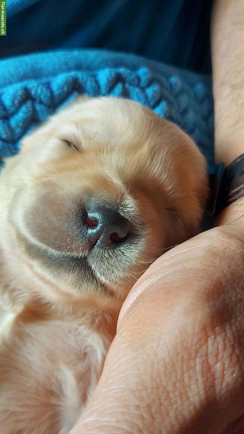 Bild 3: Golden Retriever Welpen