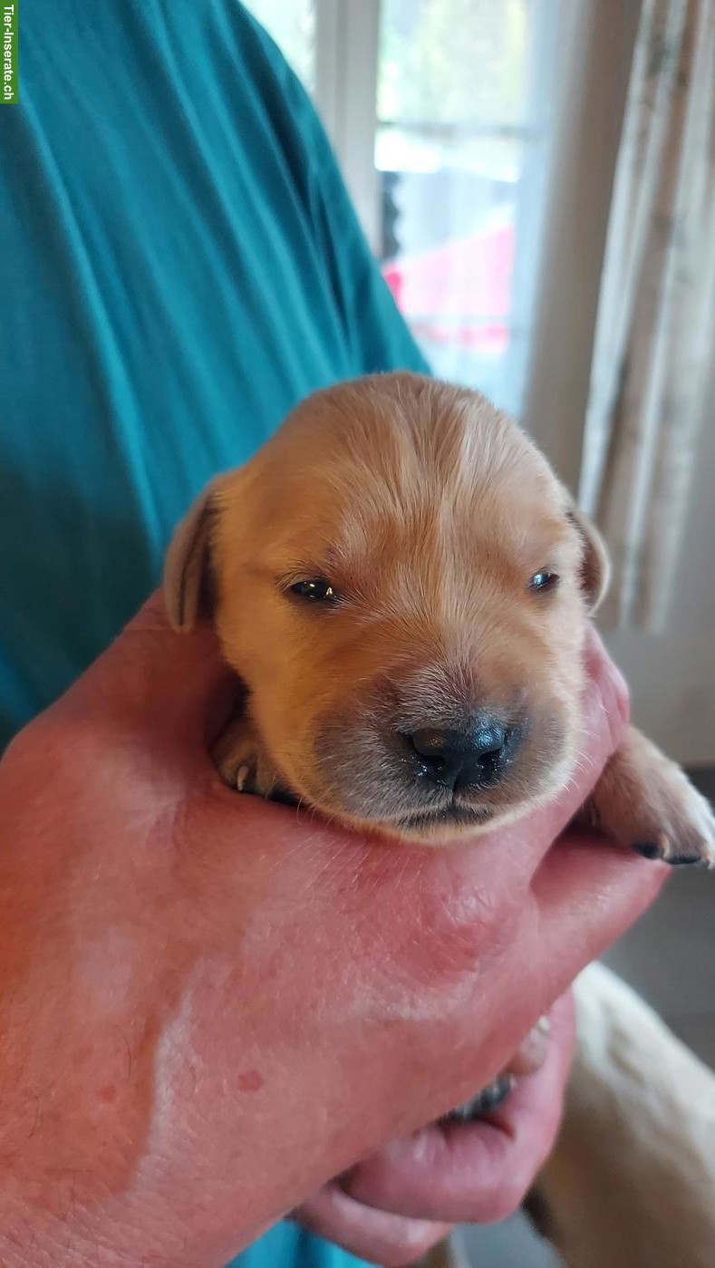 Bild 4: Golden Retriever Welpen