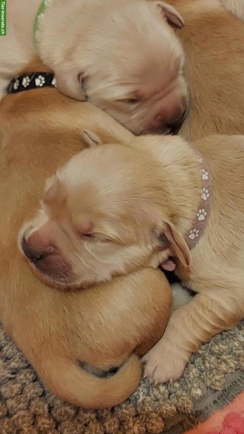 Bild 6: Golden Retriever Welpen