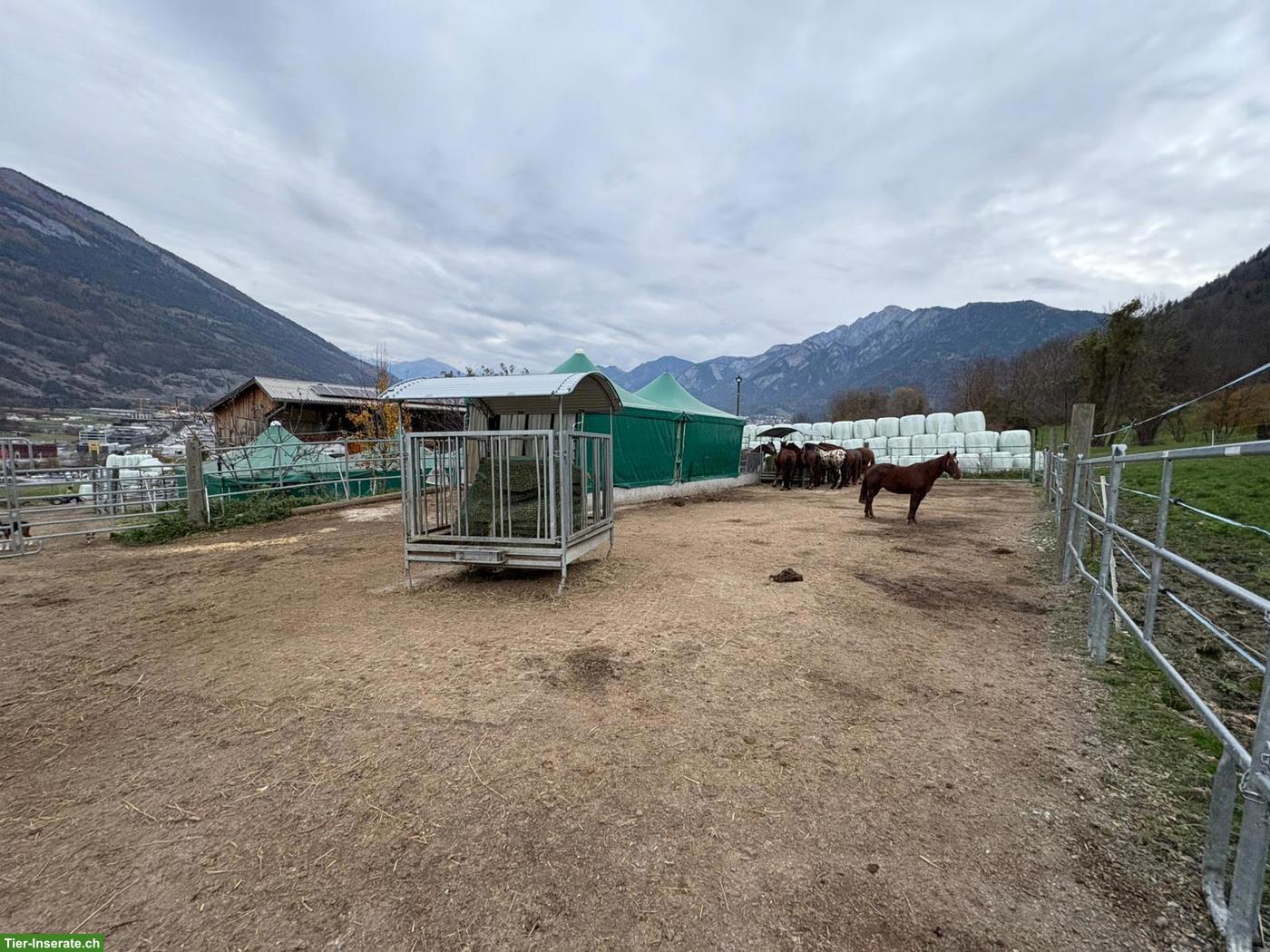 Bild 2: Offenstallplätze frei in Chur GR