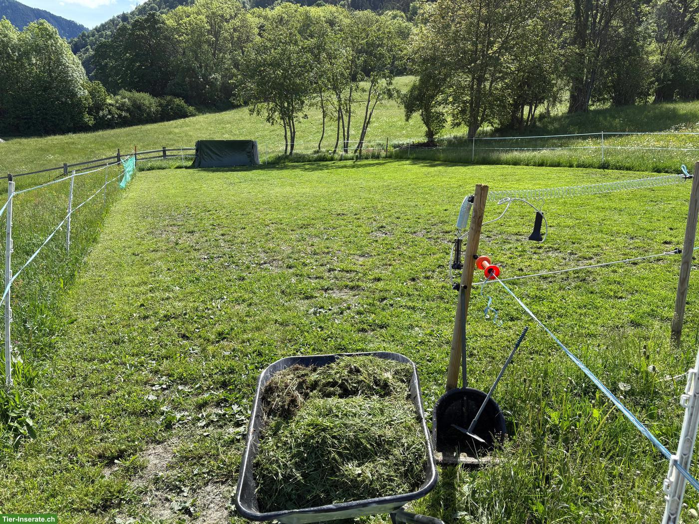 Bild 5: Offenstallplätze frei in Chur GR