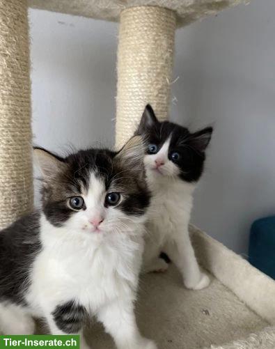 Entzückende Sibirische Kätzchen, 1 Kater & 1 Kätzin