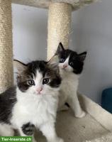 Entzückende Sibirische Kätzchen, 1 Kater & 1 Kätzin