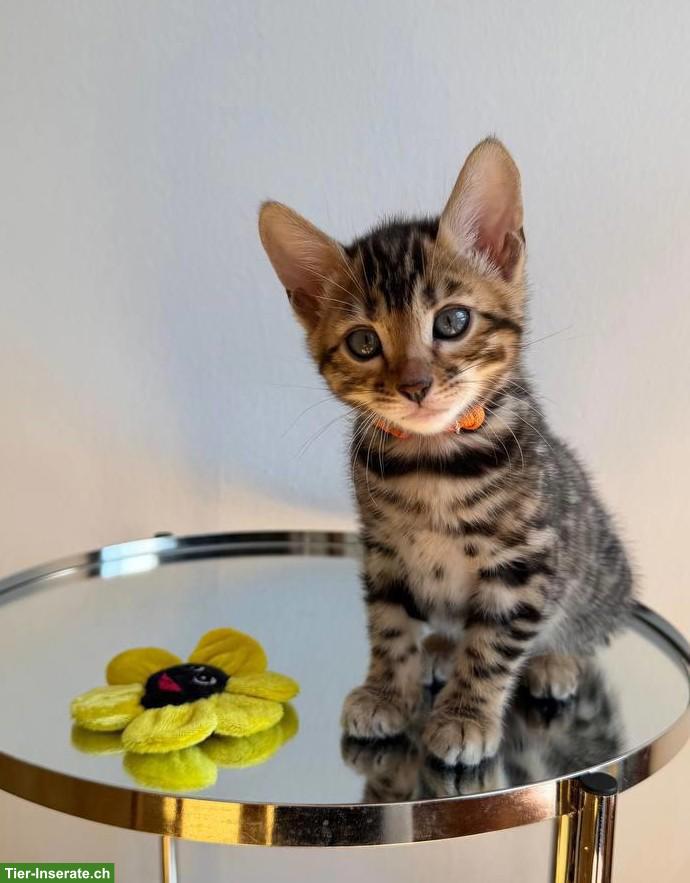 Reinrassige Bengalkitten aus Champion-Linie, Kater & Weibchen