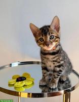 Reinrassige Bengalkitten aus Champion-Linie, Kater & Weibchen