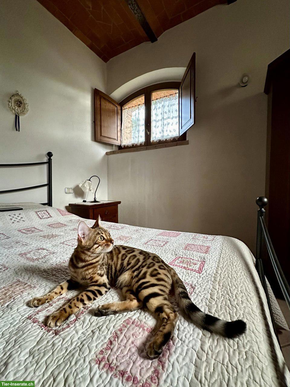 Bild 10: Reinrassige Bengalkitten aus Champion-Linie, Kater & Weibchen