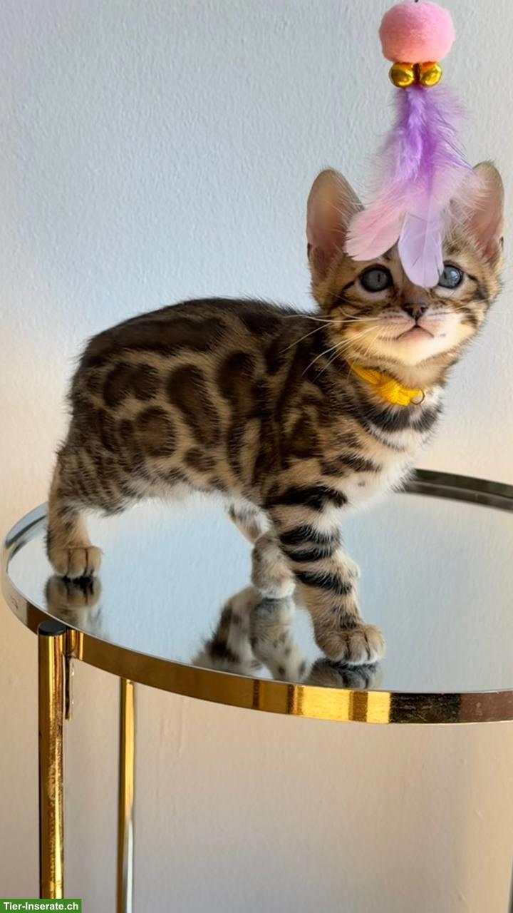 Bild 2: Reinrassige Bengalkitten aus Champion-Linie, Kater & Weibchen