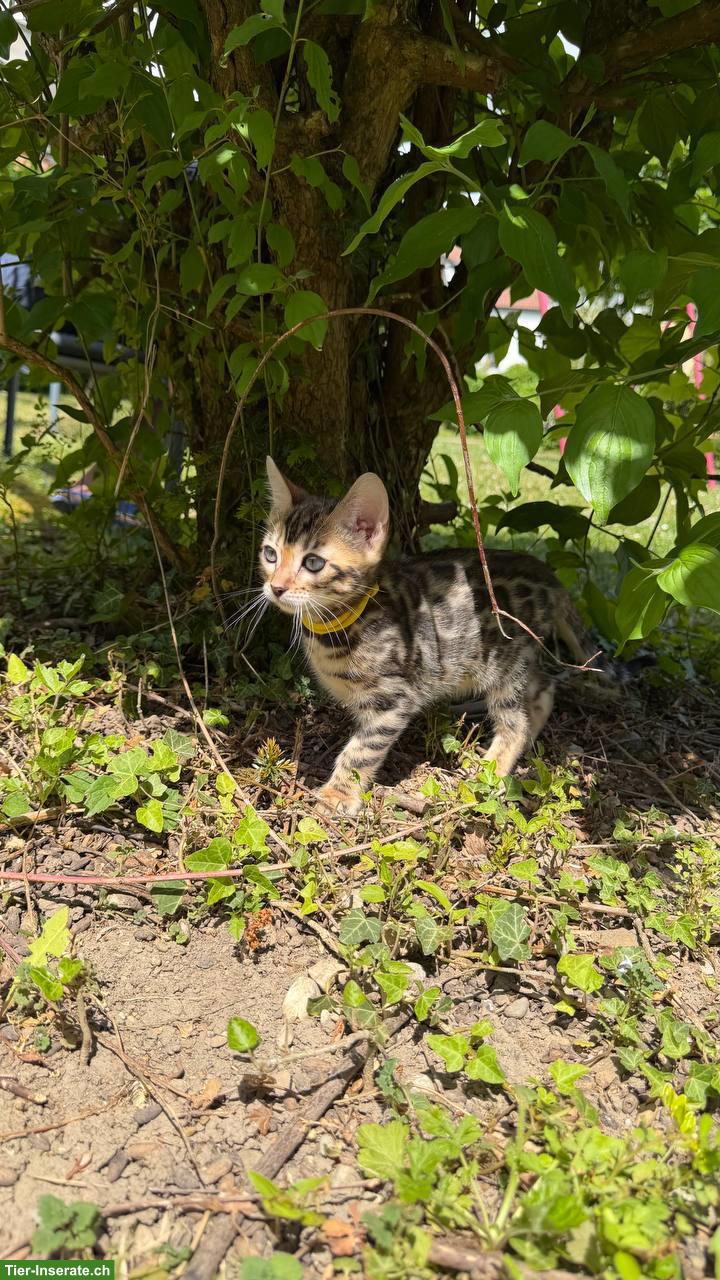 Bild 3: Reinrassige Bengalkitten aus Champion-Linie, Kater & Weibchen