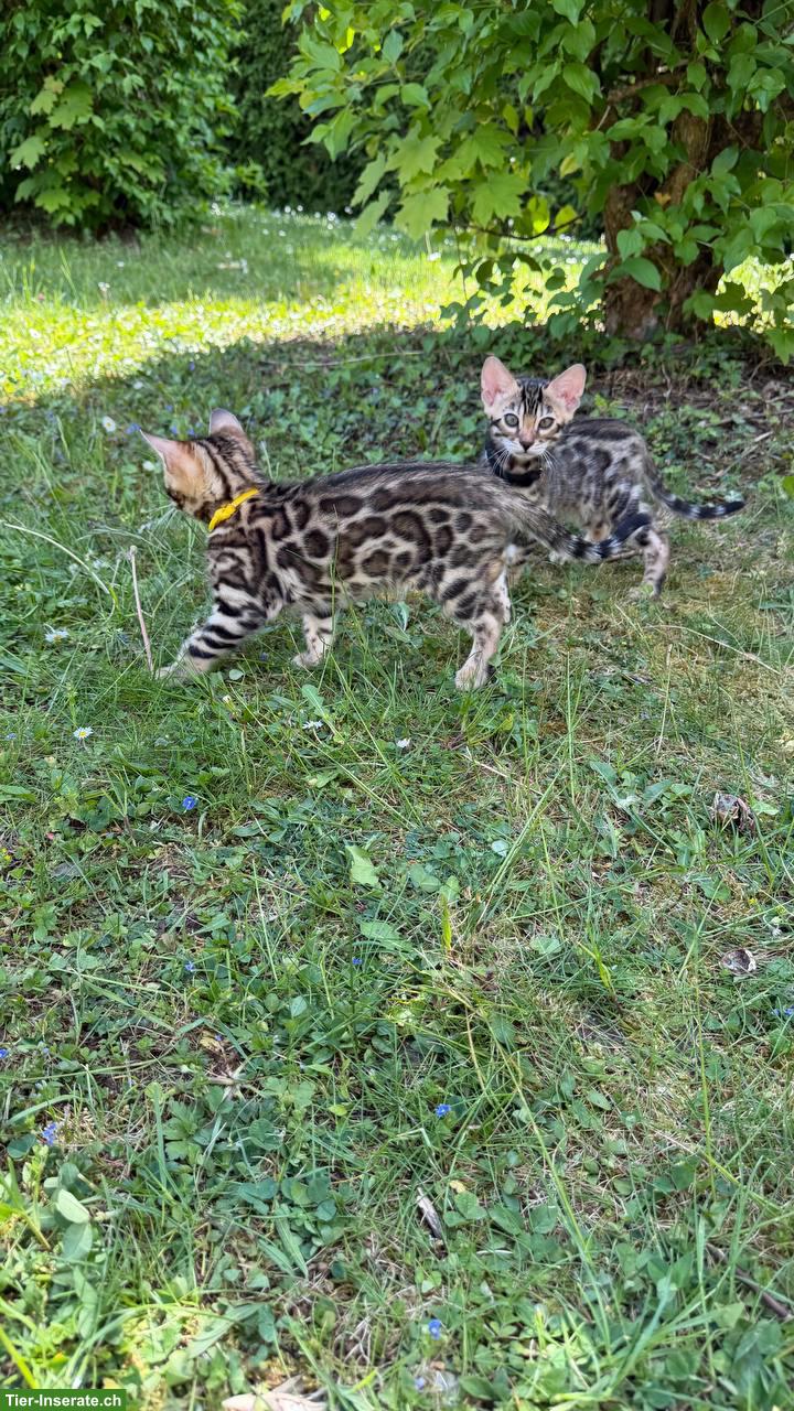 Bild 4: Reinrassige Bengalkitten aus Champion-Linie, Kater & Weibchen