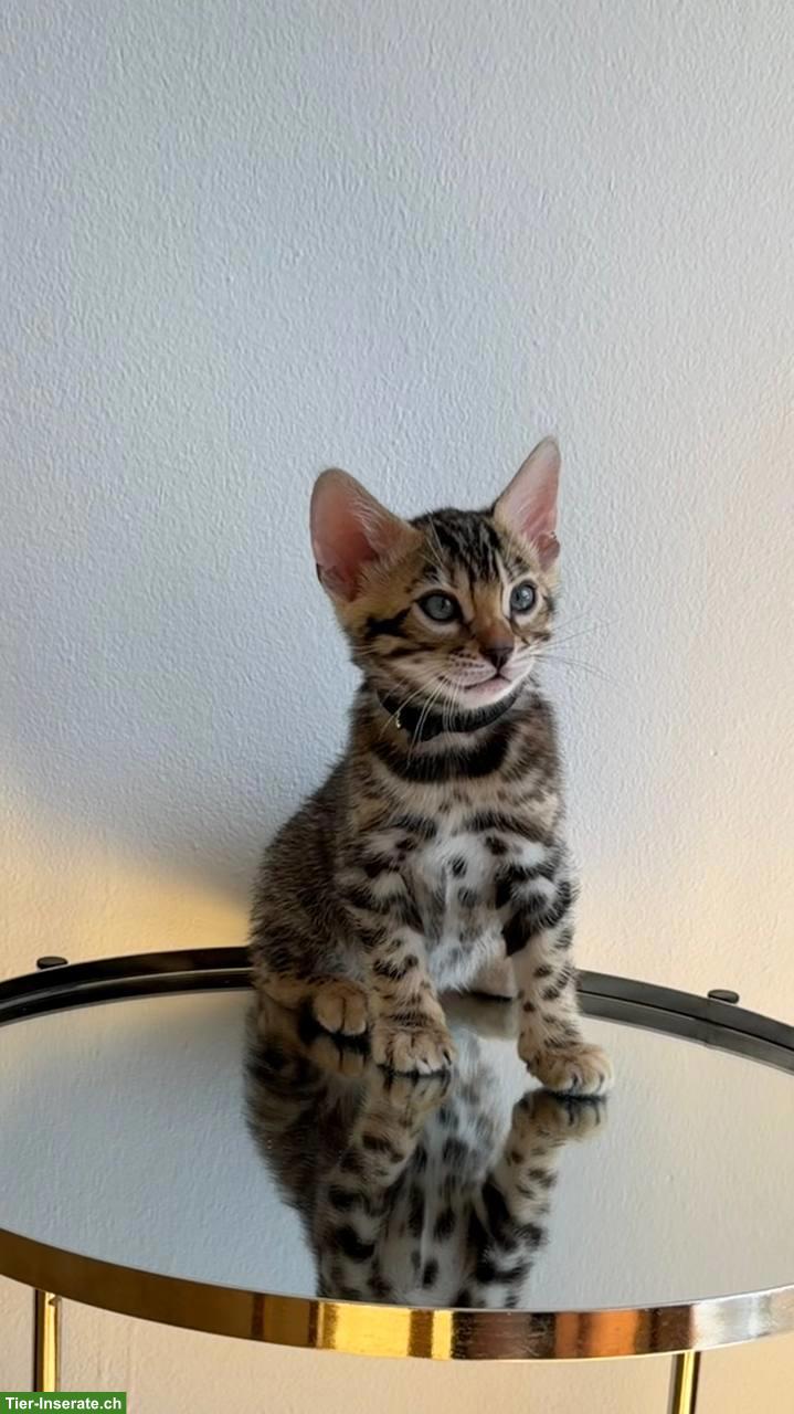 Bild 5: Reinrassige Bengalkitten aus Champion-Linie, Kater & Weibchen