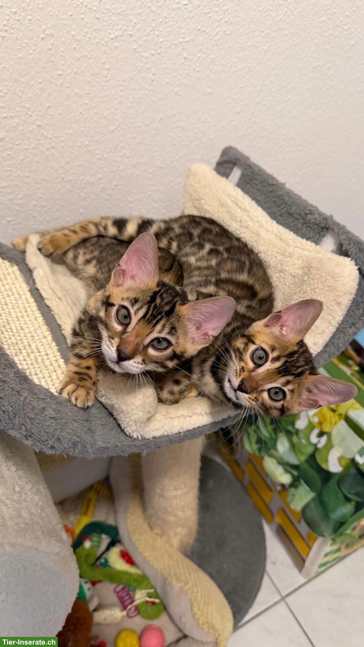 Bild 6: Reinrassige Bengalkitten aus Champion-Linie, Kater & Weibchen