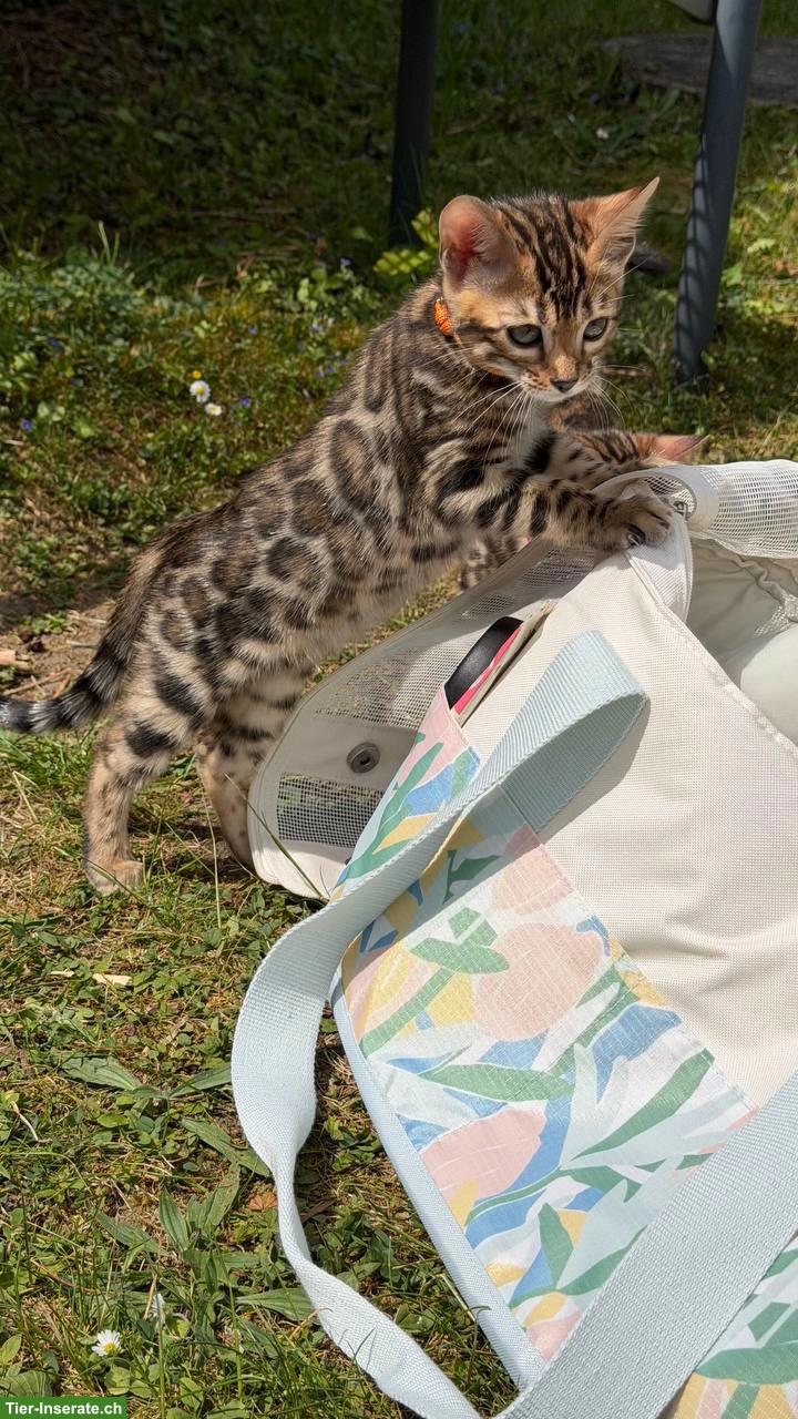 Bild 7: Reinrassige Bengalkitten aus Champion-Linie, Kater & Weibchen