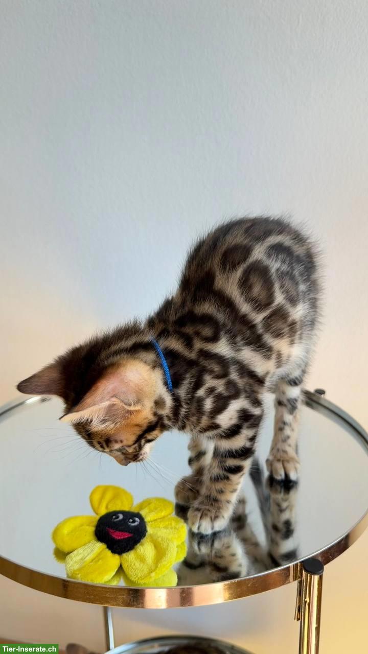 Bild 8: Reinrassige Bengalkitten aus Champion-Linie, Kater & Weibchen
