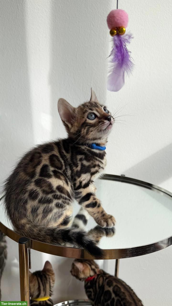 Bild 9: Reinrassige Bengalkitten aus Champion-Linie, Kater & Weibchen